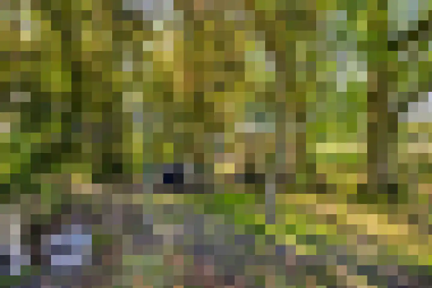 Middelstraat 39 De Moer thumbnail 44