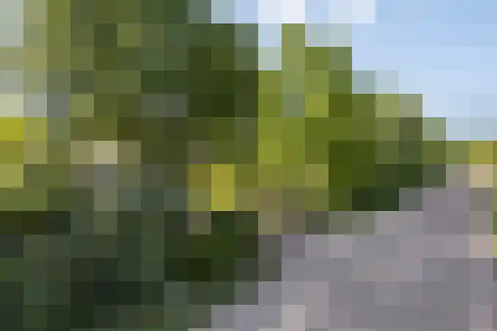Middelweg 3 a Rockanje thumbnail 8