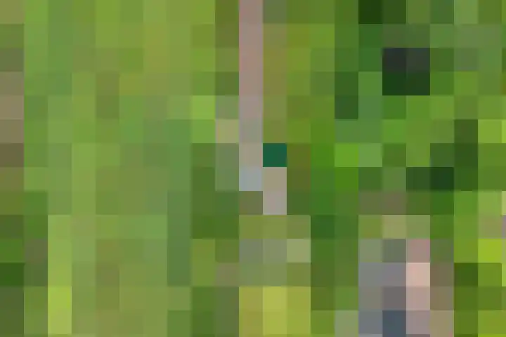Midden 119 Wapserveen thumbnail 10