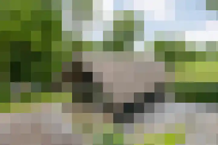 Midden 119 Wapserveen thumbnail 14