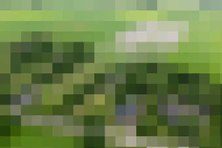 Midden 119 Wapserveen thumbnail 8