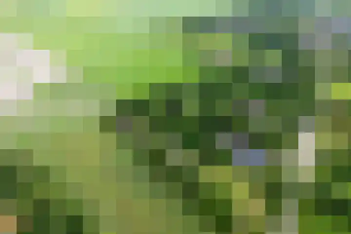 Midden 119 Wapserveen thumbnail 9