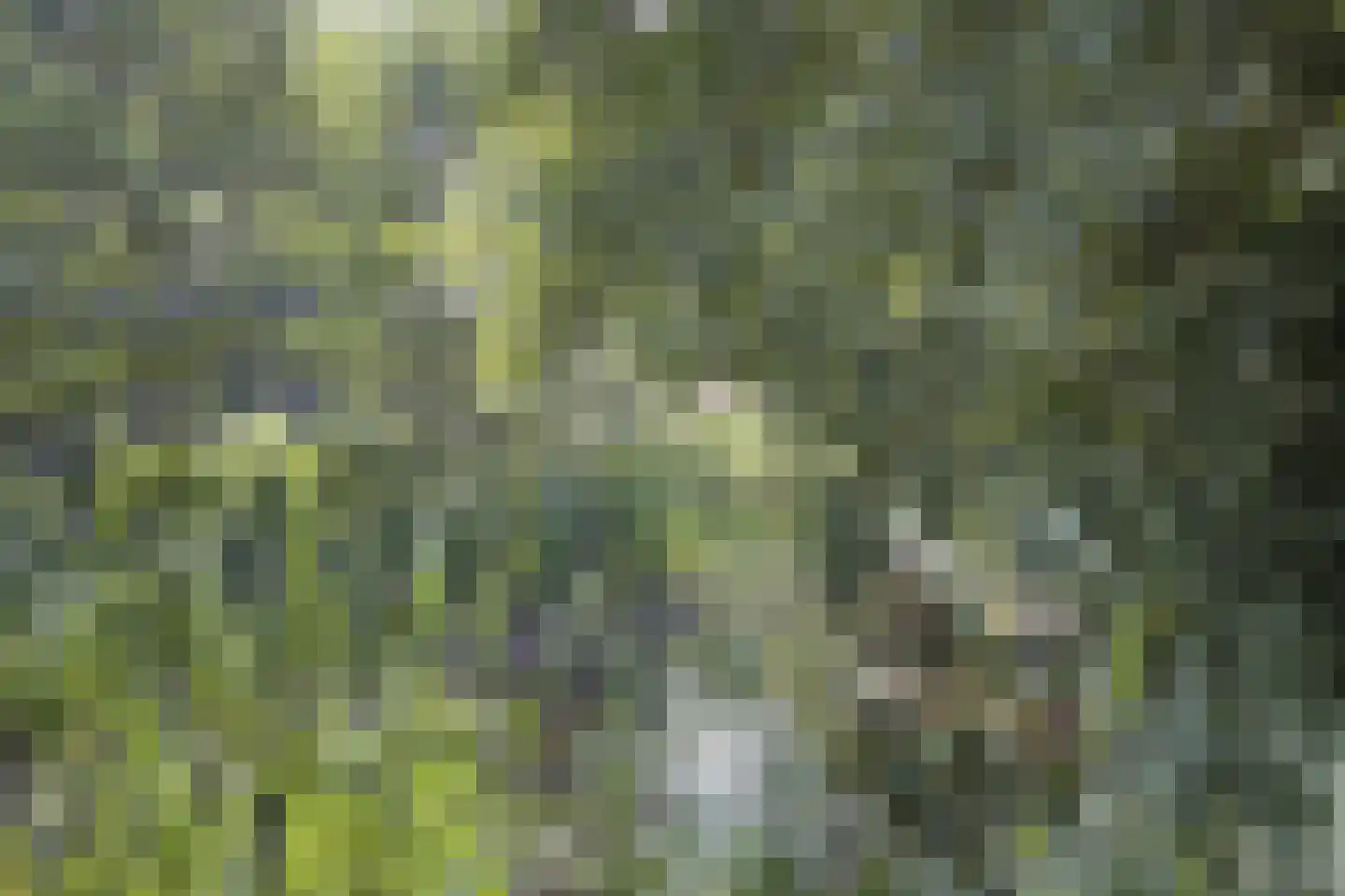 Middendorp 24 Schoonebeek thumbnail 63