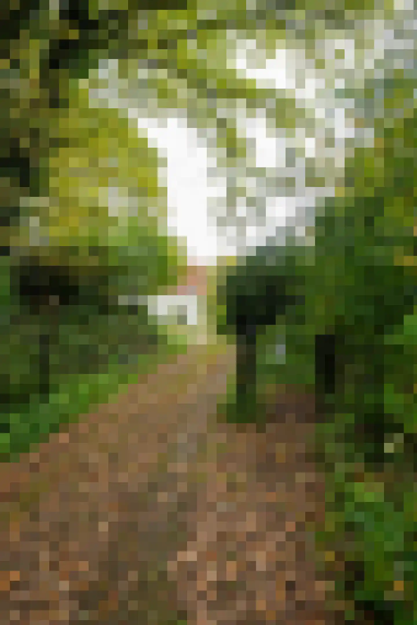 Middenlaan 52 Heveadorp thumbnail 47