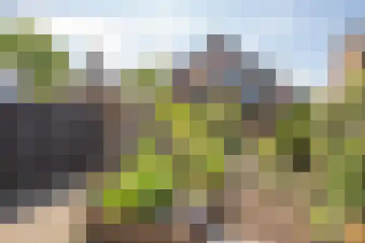 Middenstraat 38 Woudenberg thumbnail 4