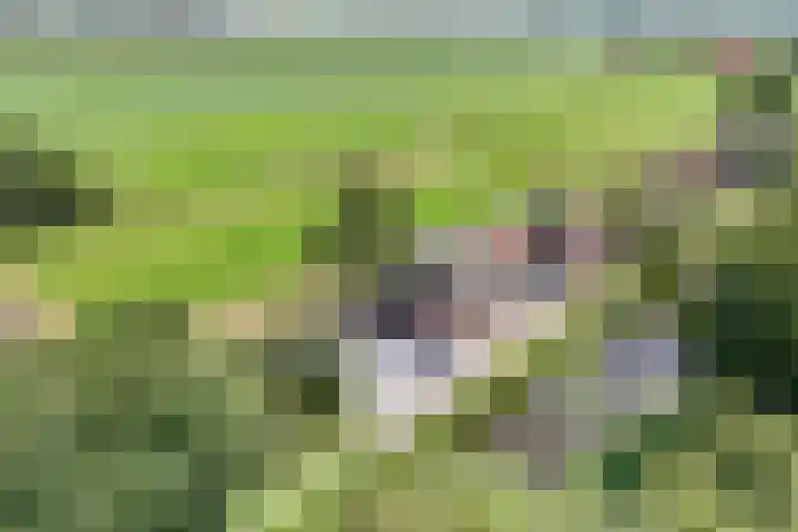 Middenvaart 5 Echten thumbnail 5