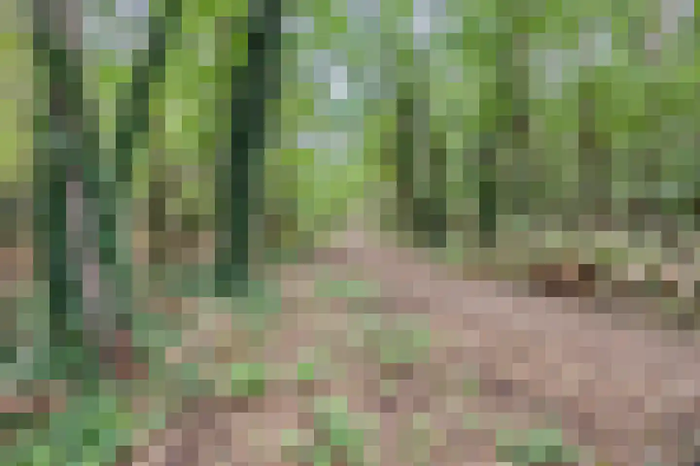 Middenweg 24 Rijen thumbnail 50