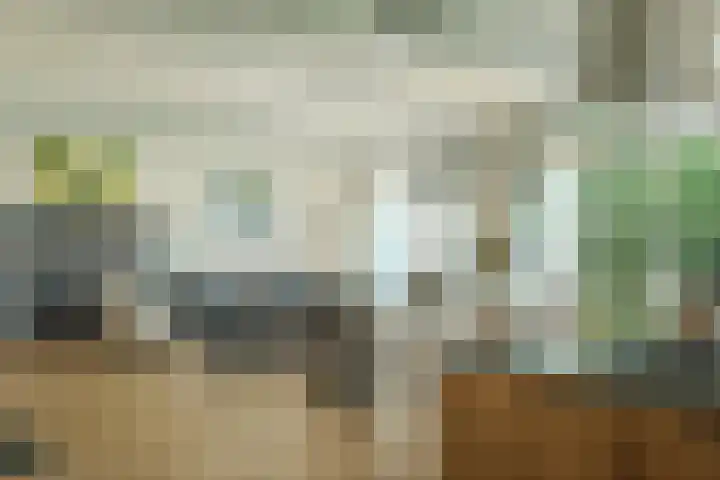 Miedleane 8 Minnertsga thumbnail 14