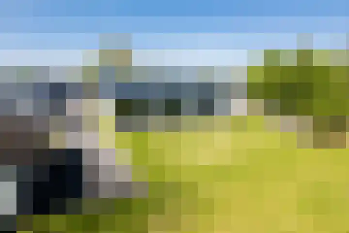 Miedleane 8 Minnertsga thumbnail 4