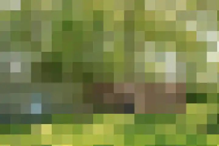 Miedleane 8 Minnertsga thumbnail 40
