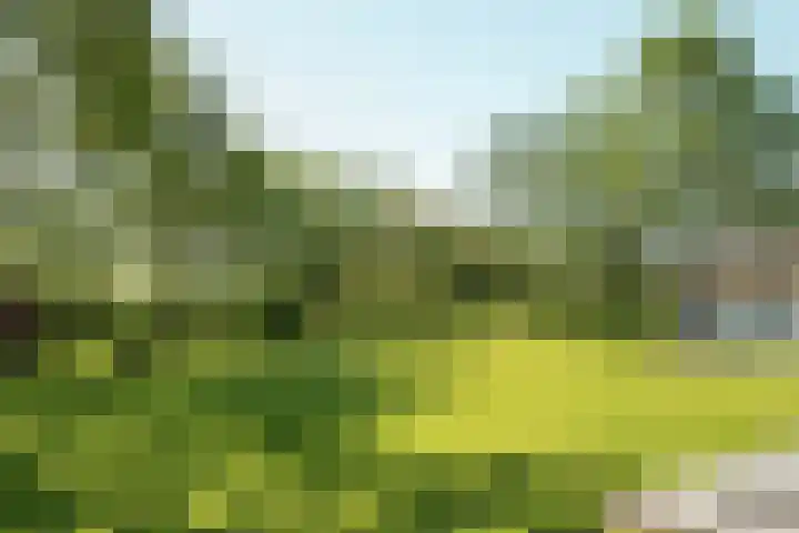 Miedleane 8 Minnertsga thumbnail 41