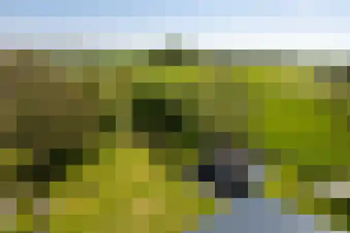 Miedleane 8 Minnertsga thumbnail 45