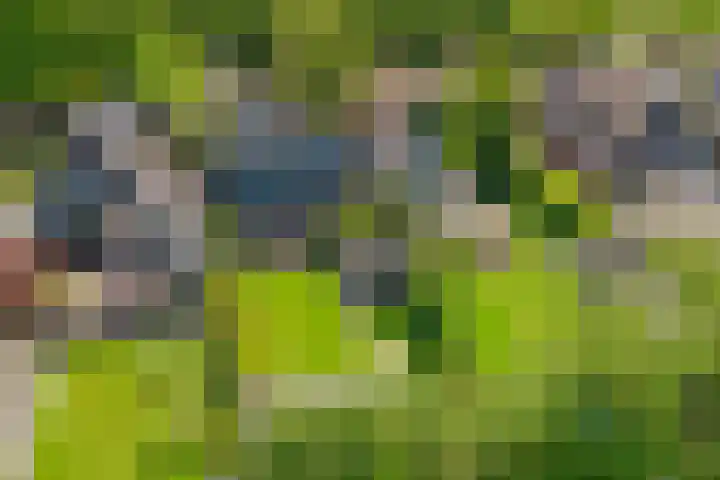 Miedloane 5 De Westereen thumbnail 40