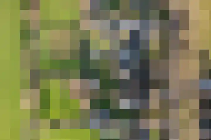 Miedloane 7 De Westereen thumbnail 54