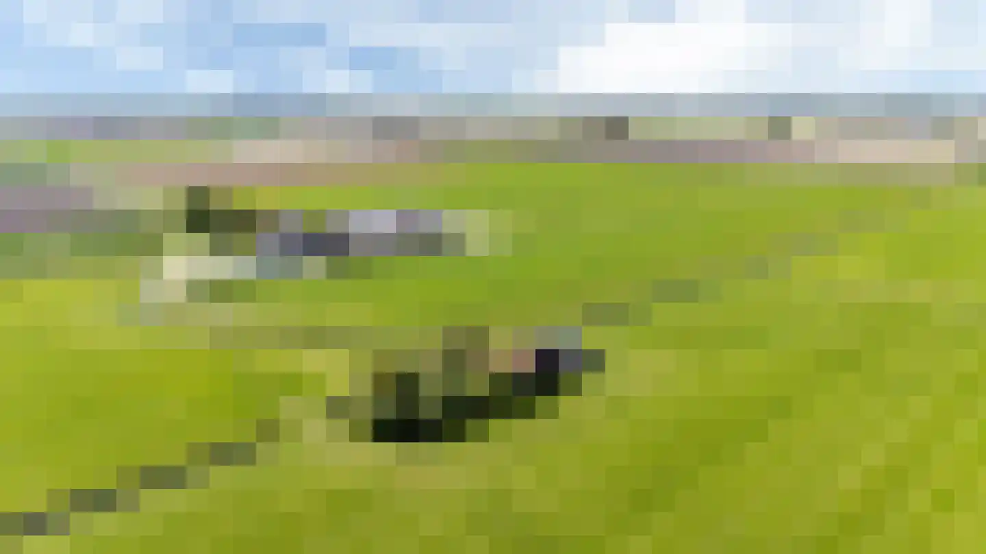 Miedweg 12 Boer thumbnail 64