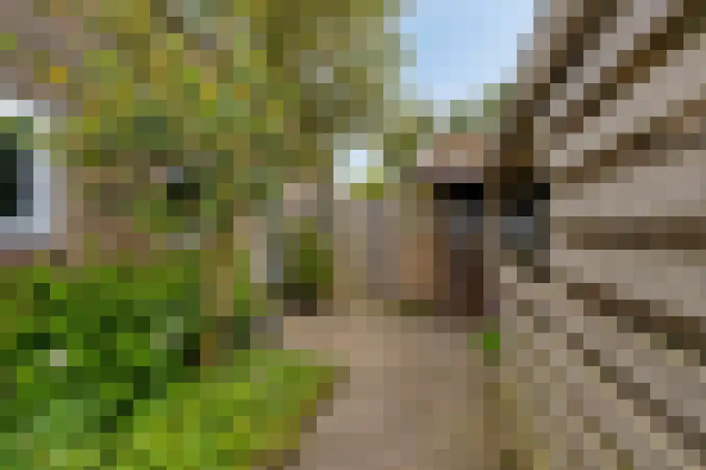 Miedwei 6 Lekkum thumbnail 12