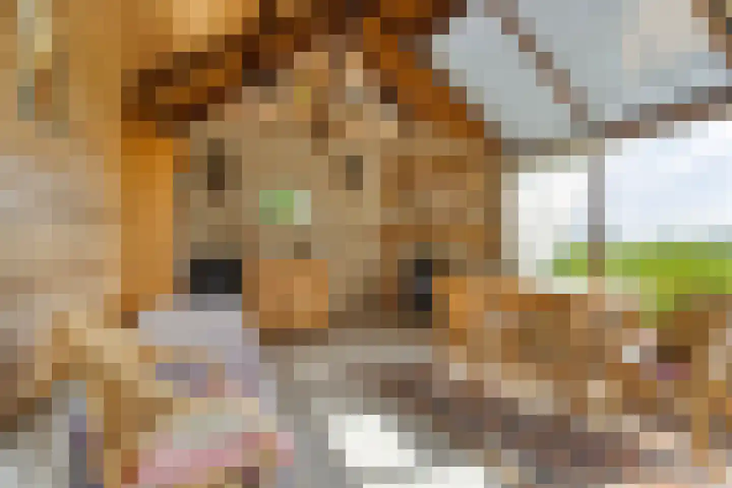 Miedwei 6 Lekkum thumbnail 30