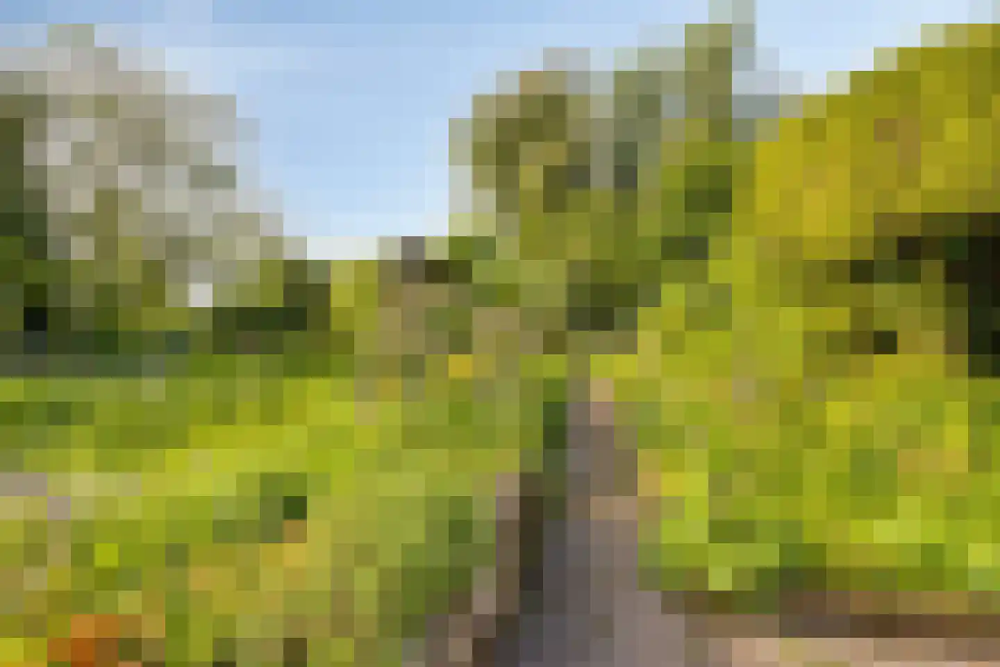 Miedwei 6 Lekkum thumbnail 57