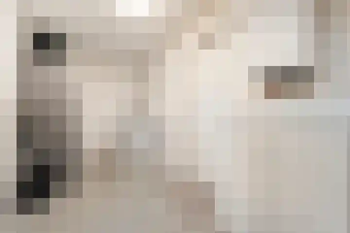 Mien Ruyslaan 20 Dedemsvaart thumbnail 33