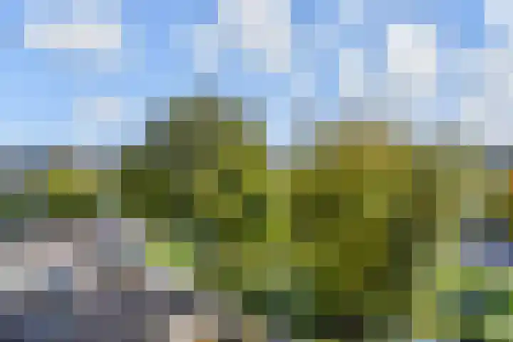 Mient 11 Den Haag thumbnail 15