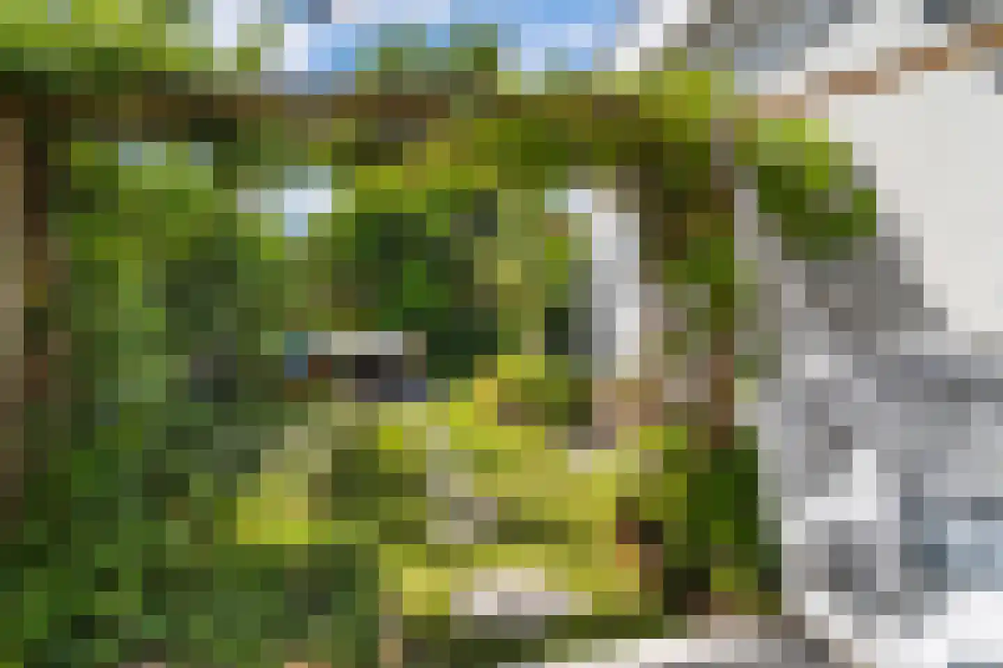 Mient 111 Castricum thumbnail 42