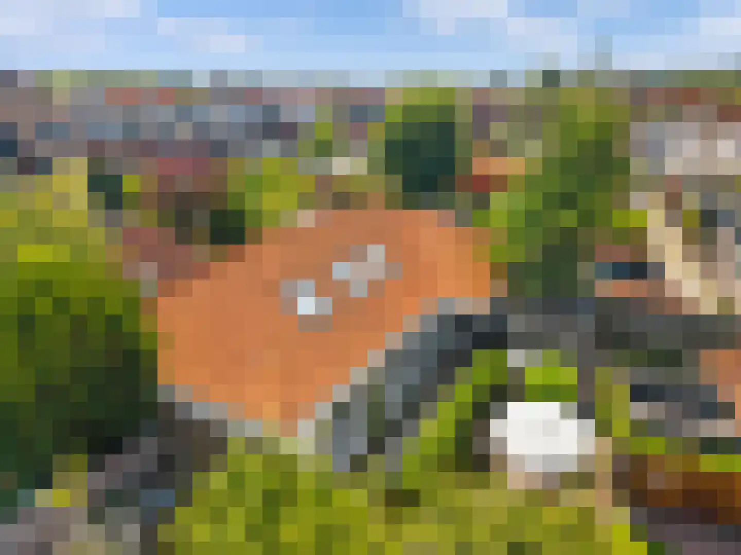 Mient 111 Castricum thumbnail 49