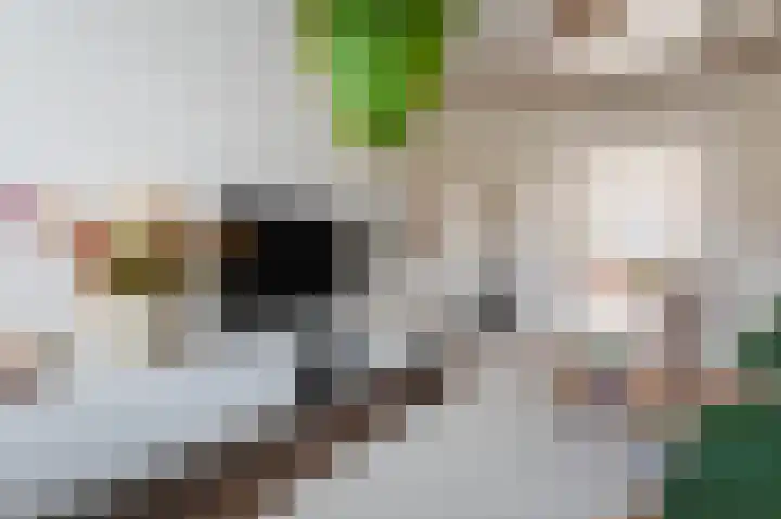 Mient 16 Den Haag thumbnail 7