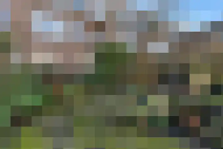 Mient 37 Den Haag thumbnail 40