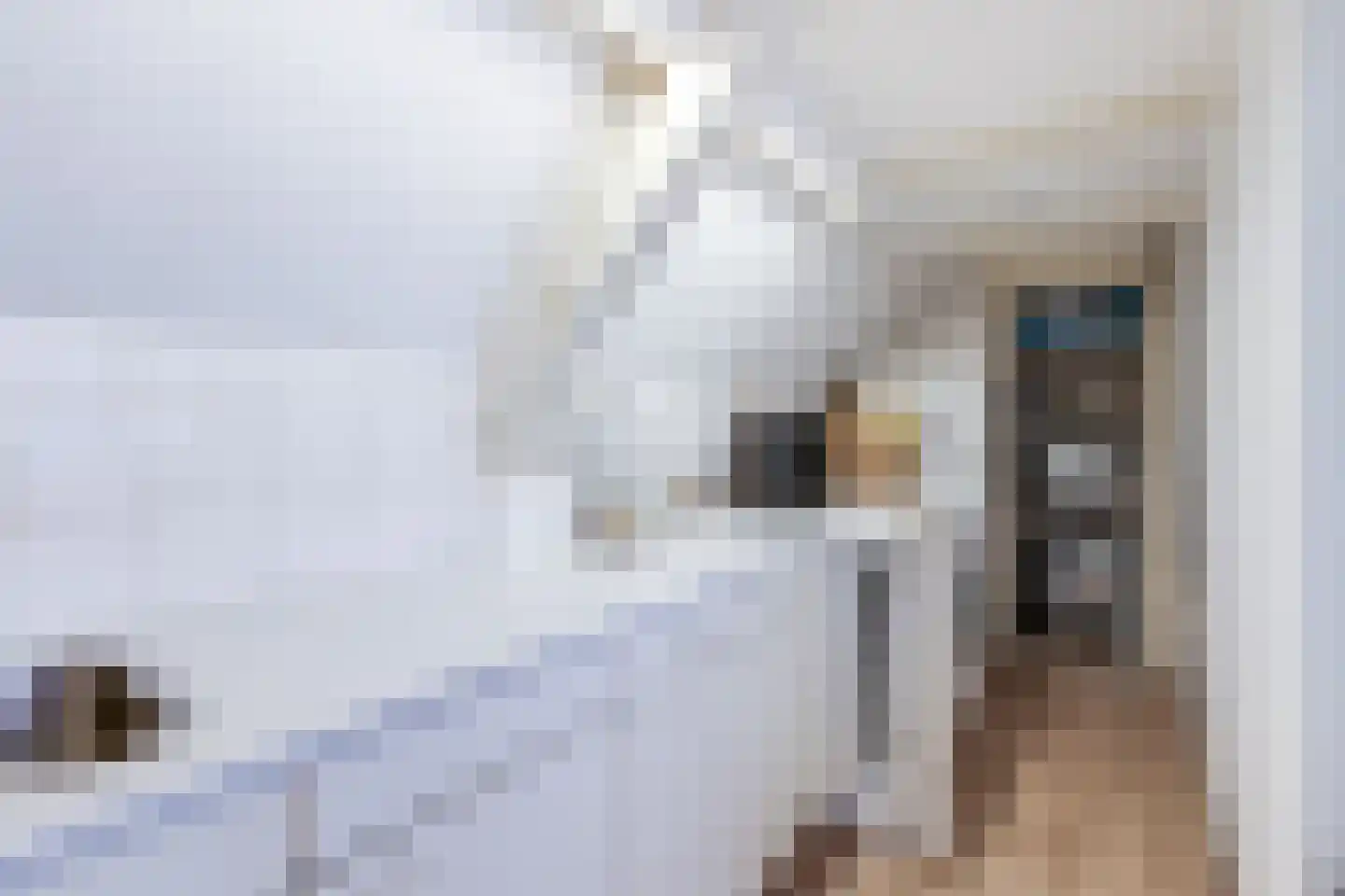 Mient 4 C Alkmaar thumbnail 16
