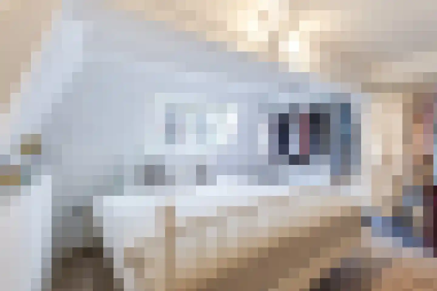 Mient 4 C Alkmaar thumbnail 18