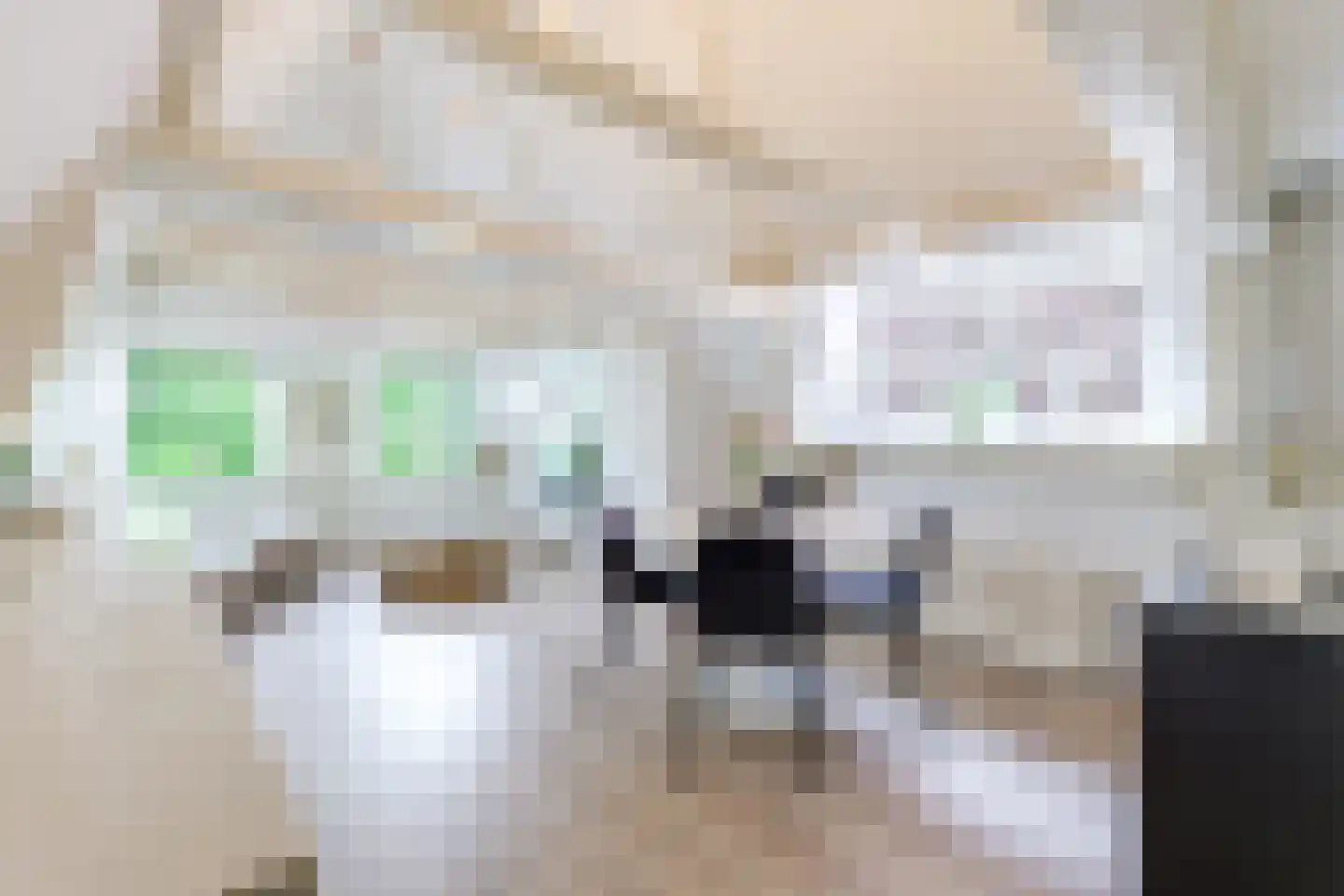 Mient 4 C Alkmaar thumbnail 6