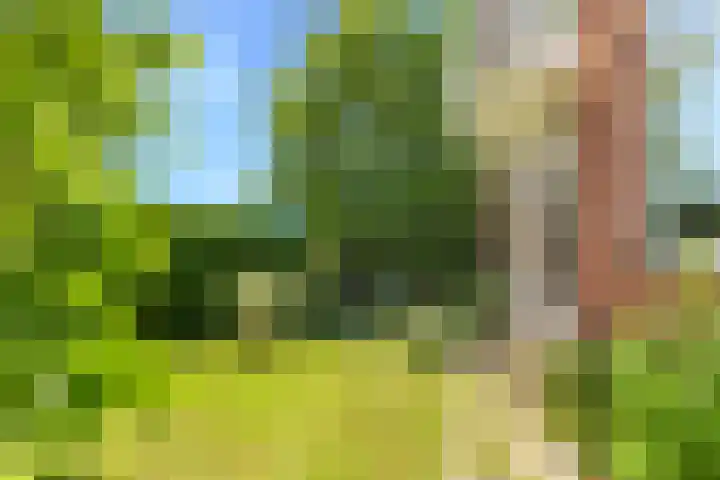 Mient 5 Castricum thumbnail 58