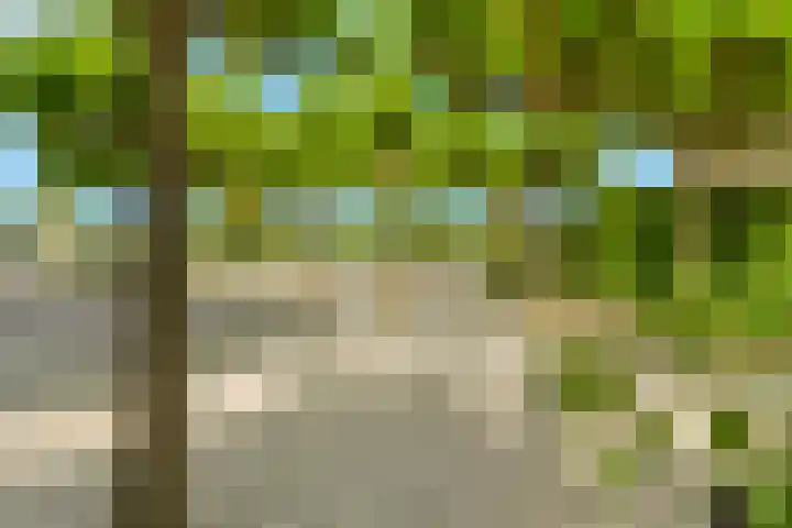 Mient 5 Castricum thumbnail 60