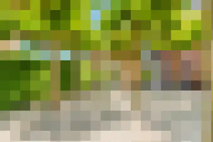 Mient 5 Castricum thumbnail 65