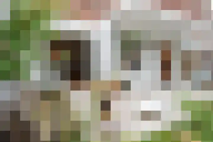 Mient 643 Den Haag thumbnail 30