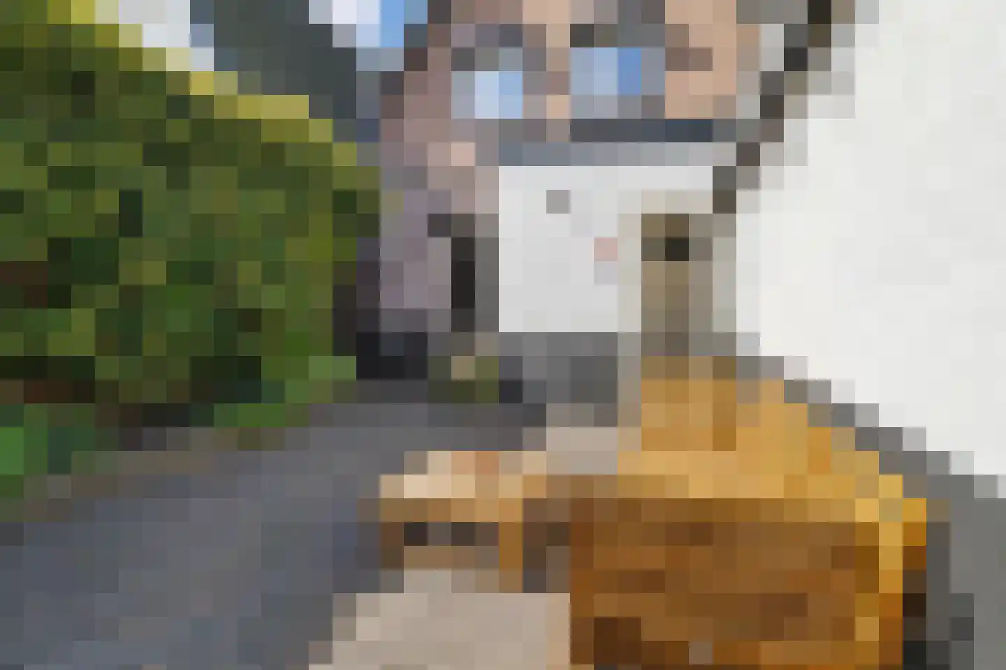 Mient 71 Castricum thumbnail 32
