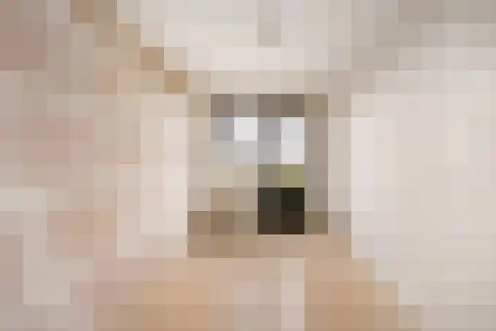 Mientekade 76 Halfweg thumbnail 14