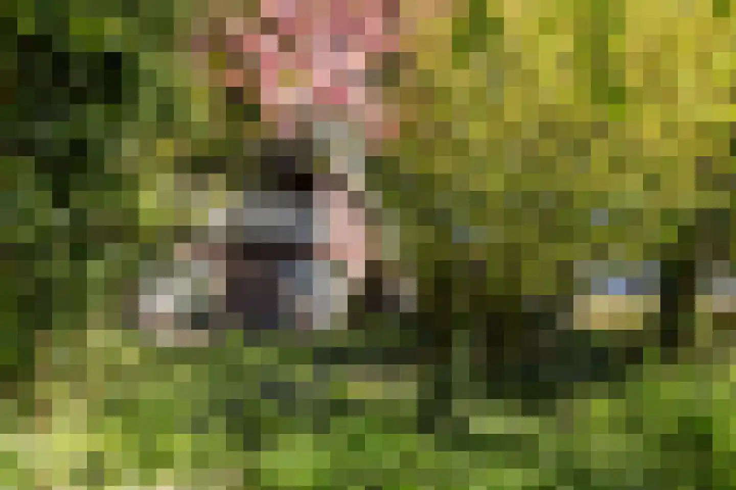 Mientweg 84 Lutjewinkel thumbnail 19