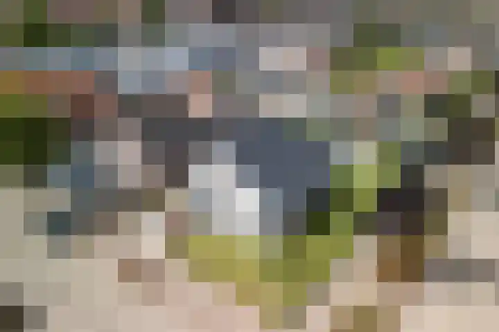 Mierdseweg 31 Reusel thumbnail 60