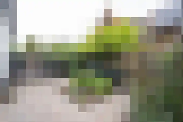 Mildijk 8 Vuren thumbnail 37