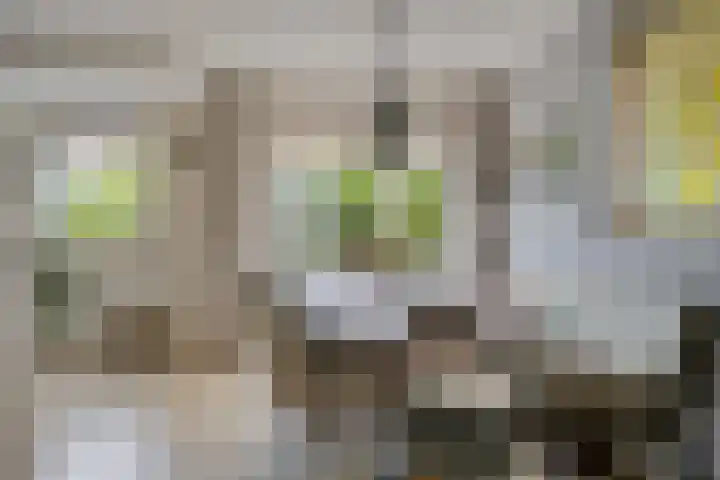 Milhoes 2 Mildam thumbnail 18