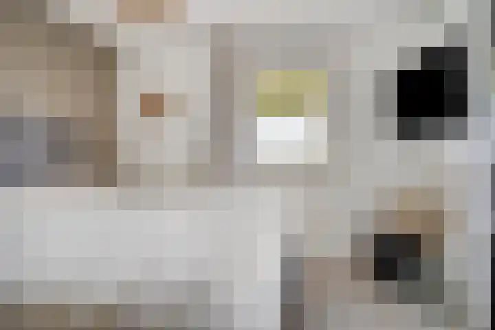 Milhoes 2 Mildam thumbnail 27
