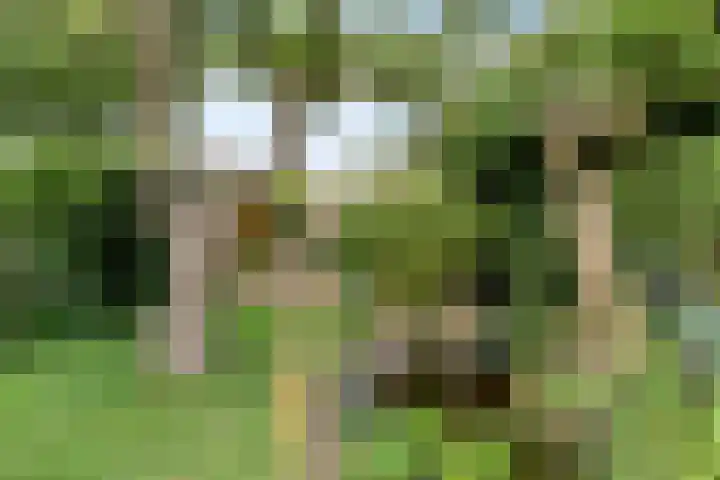 Milhoes 2 Mildam thumbnail 53
