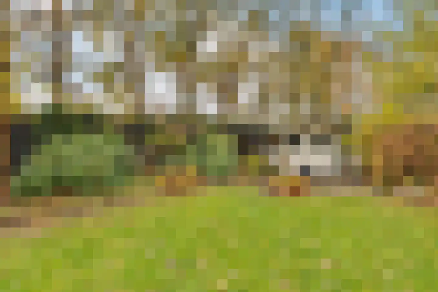 Milrooijseweg 24 Berlicum thumbnail 45