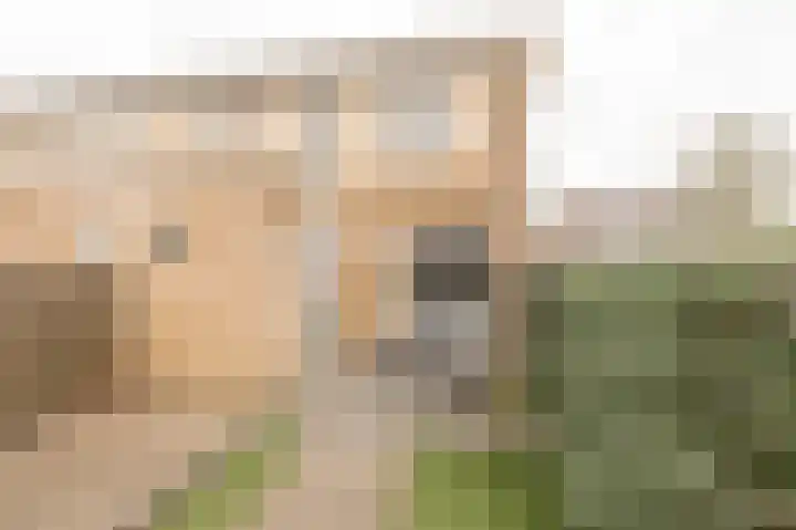 Mimaspad 2 Culemborg thumbnail 4