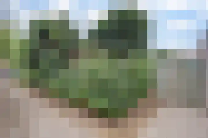 Mimosastraat 33 Venlo thumbnail 21