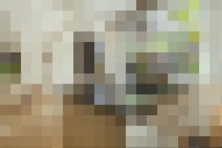 Minervalaan 14 2 Amsterdam thumbnail 12
