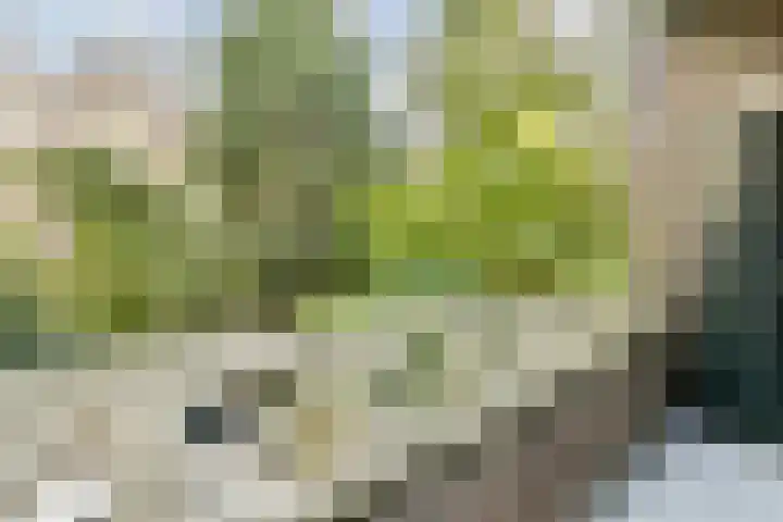 Minervalaan 35 2 Amsterdam thumbnail 25