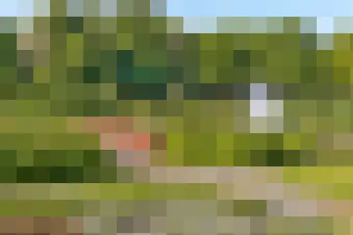 Minervalaan 41 2 Amsterdam thumbnail 39