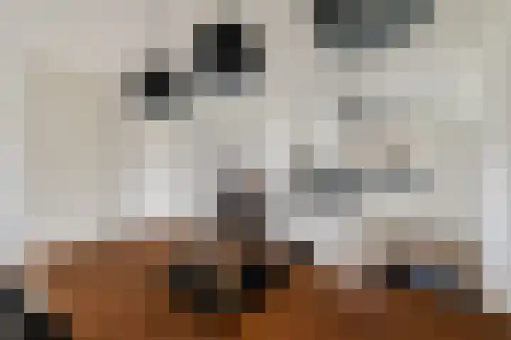 Miniemenlaan 13 Alphen aan den Rijn thumbnail 24